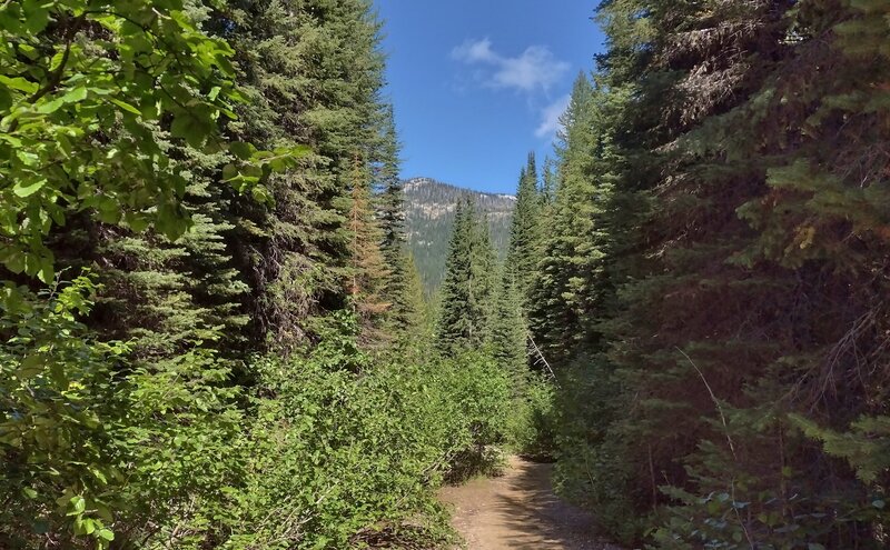 Nice mountain views are seen looking down the trail corridor, in this dense conifer forest.