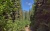 Nice mountain views are seen looking down the trail corridor, in this dense conifer forest.