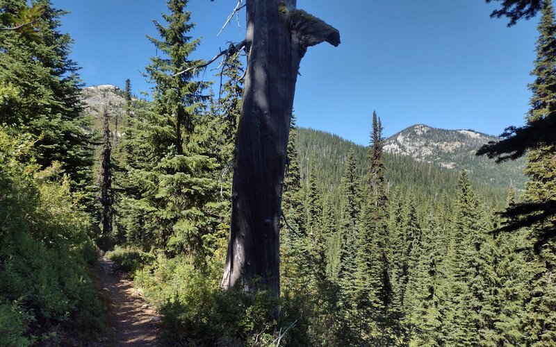 The beautiful conifer forest and nearby mountain peaks, on this scenic stretch of Bottleneck Lake Trail.