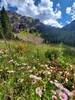 Late season wildflowers on the Bighorn Creek Trail.