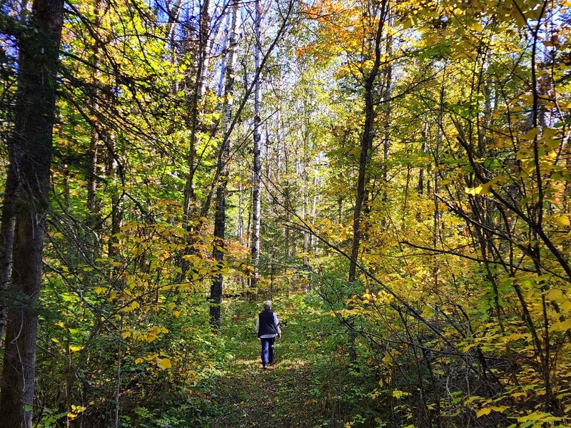 Through the forest at Franz Jevne.