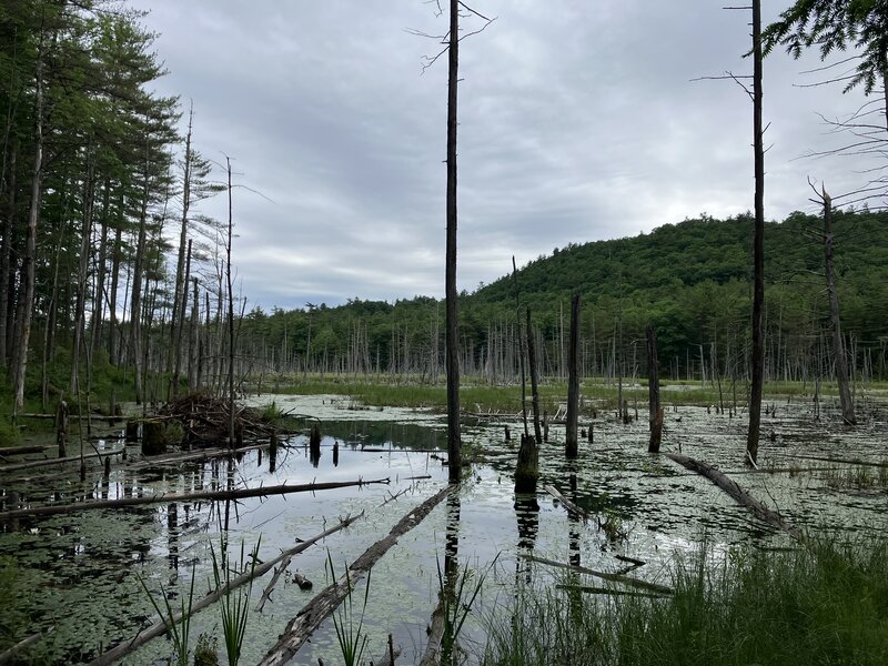 View of the swamp.