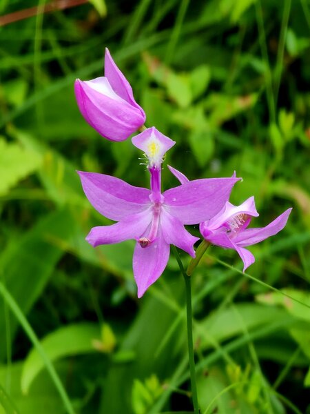 Tuberous Grass-pink Orchid.