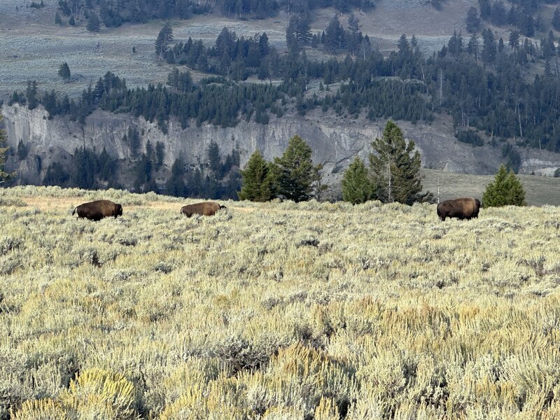 Bison on the Specimen Ridge trail. Even on top of the ridge you'll encounter bison on the trail.