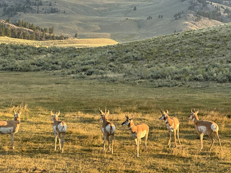 Pronghorns were not a rare sight on the trail.