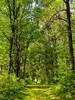 On the Kennedy Brook Trail through the forest.