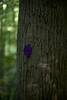 The trail is marked by purple blazes as it winds its way through the woods.