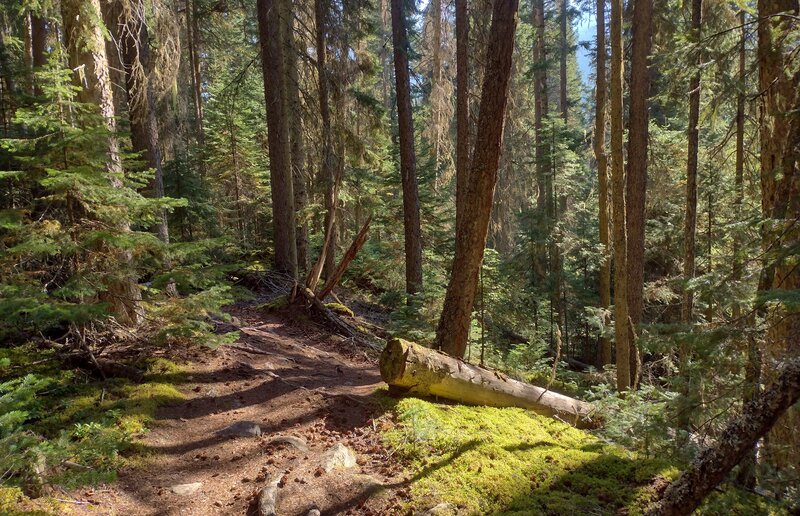 Mosses and lichens brighten up the moist ground cover, amid the tall trees in the Swift Creek valley.