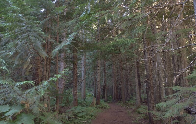 Dark tunnel of cedars ahead, at the Swift Creek valley bottom.