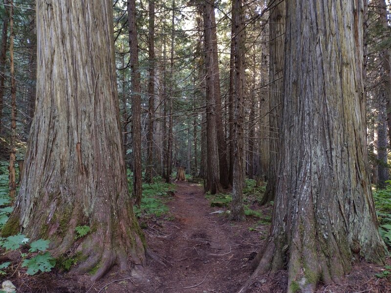 The trail is dwarfed by the huge cedars in the tunnel of cedars.