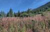 Purple fireweed covers an old avalanche path. An unnamed peak's (upper center right) steep slopes have several avalanche paths down them.
