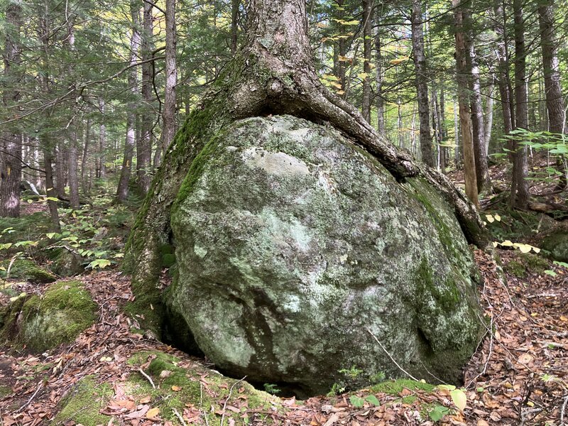 One of the glacial erratics, on Tree Rock Loop.