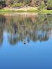 Avery's Pond Turtles