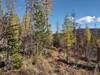 Fisher Peak Trail runs through thin conifer forest here, that includes larch with their needles turning bright yellow before droping off as winter comes.