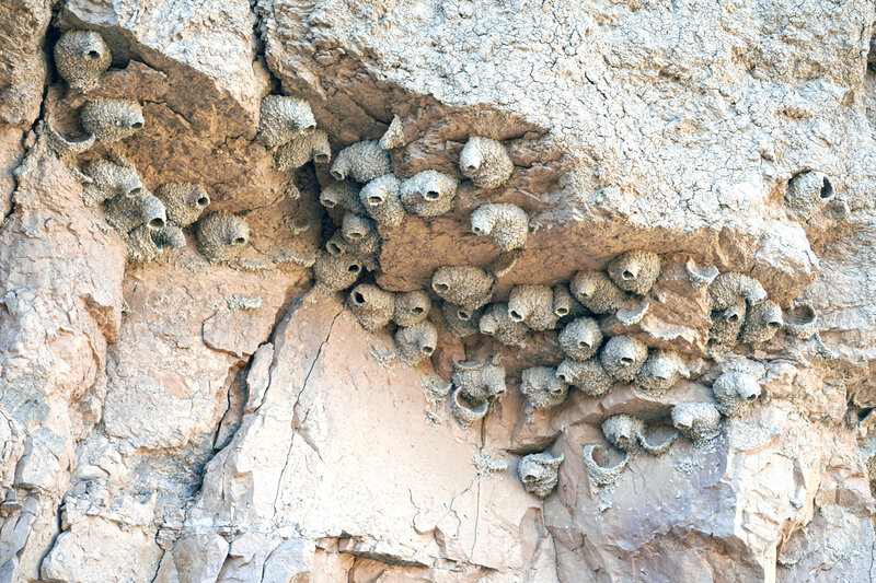 Cliff Swallow nests.