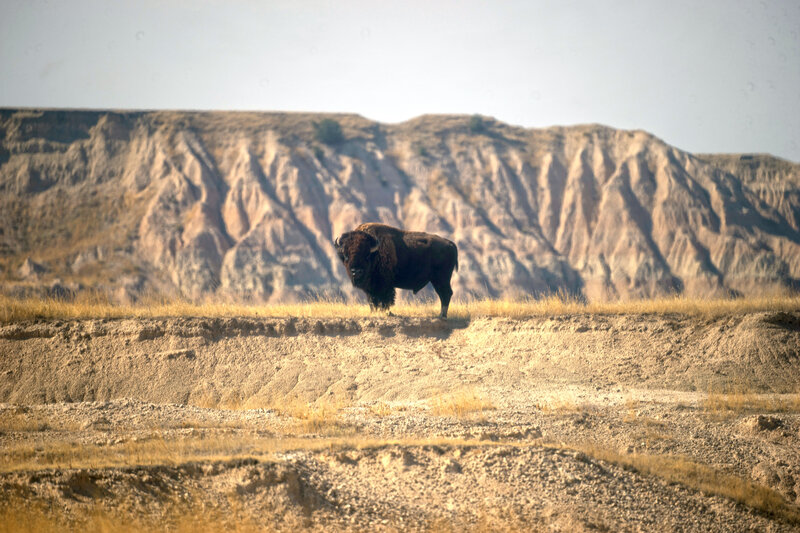 Bison.