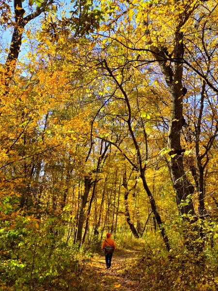 Along the Osceola Loop through fall color.