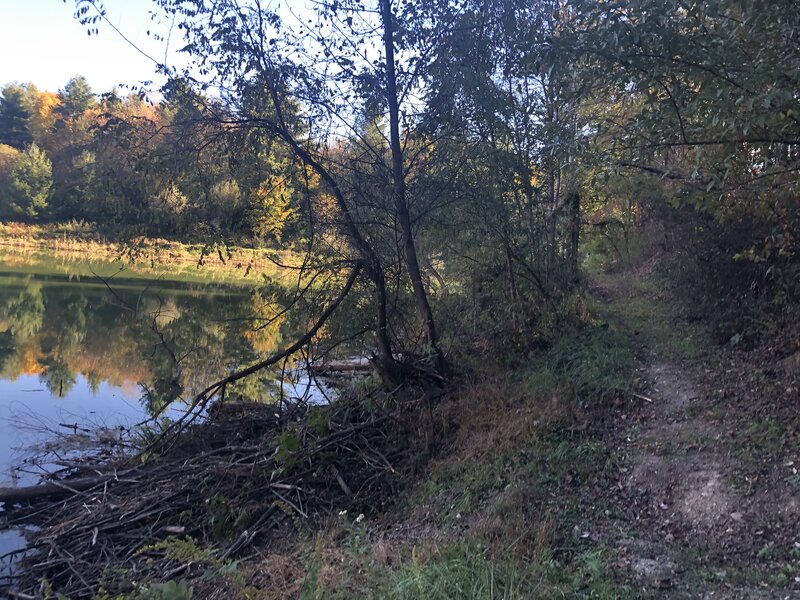 A beaver lodge.