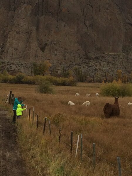 Saying hello to the ranch animals on the way to the river.