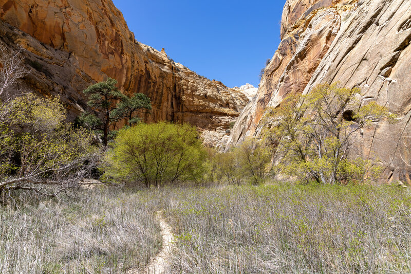 Walking through Death Hollow.