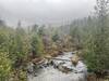 A view of Umpire Brook, on a rainy day.