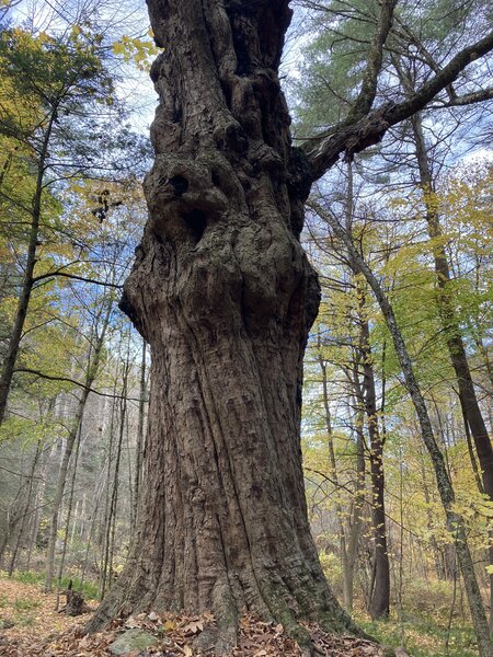 Mother Tree, towering over the saplings.