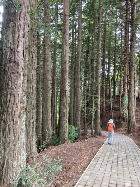 Edgecumbe Park Trail