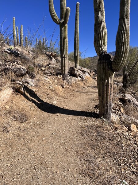 Beautiful saguaros along the trail.