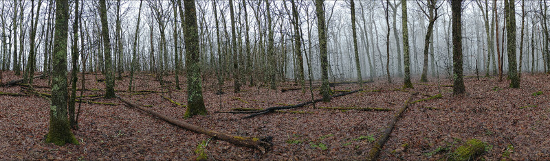 Fog rolling over the Brumley Mountain Trail.