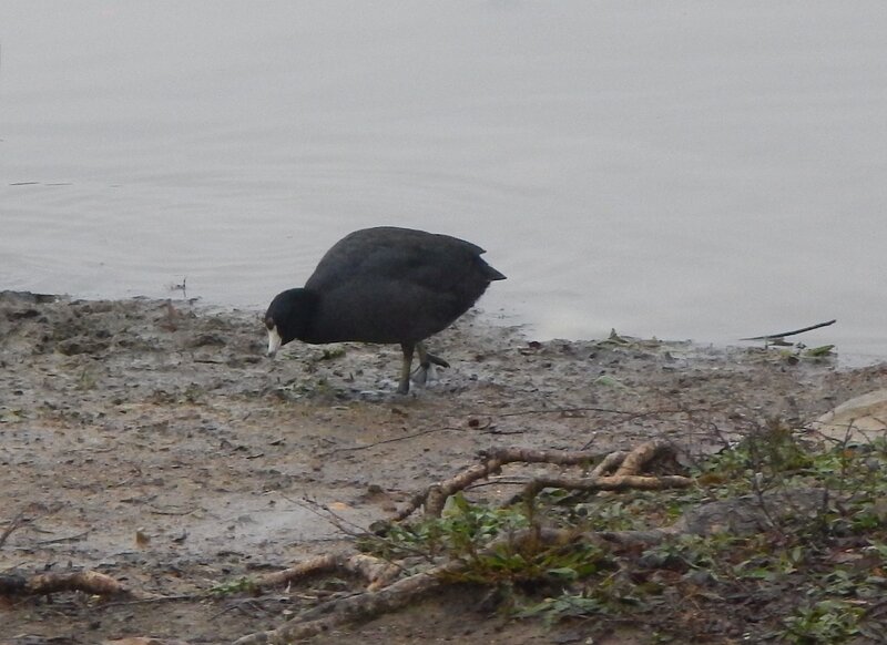 American Coot on the edge of Lake Conasauga.