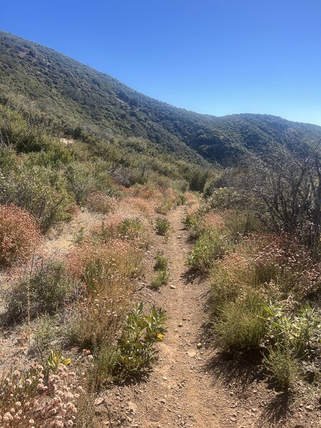 Singletrack along upper Horn Canyon