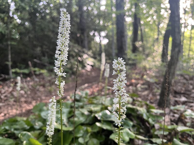 Galax in bloom along Turkeypen Gap Trail.