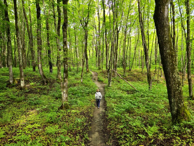 On the Mosquito Falls Trail toward Lake Superior.