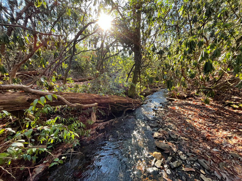 A babbling brook on a cold sunny morning off the Daniel Ridge Loop.