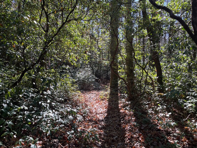 Thick forest bottom along Caney Bottom Trail.