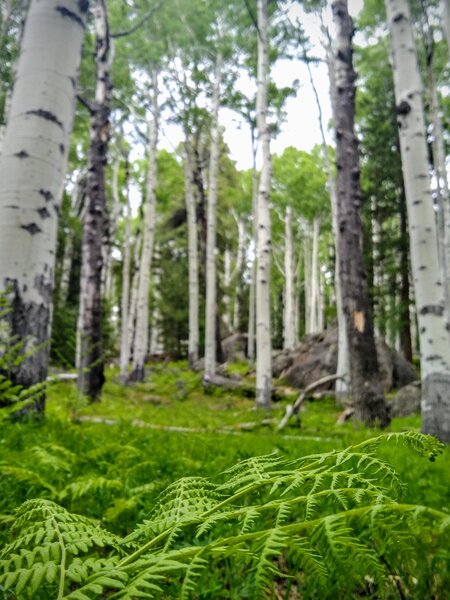 Lush ferns and Aspens on Kachina Trail.