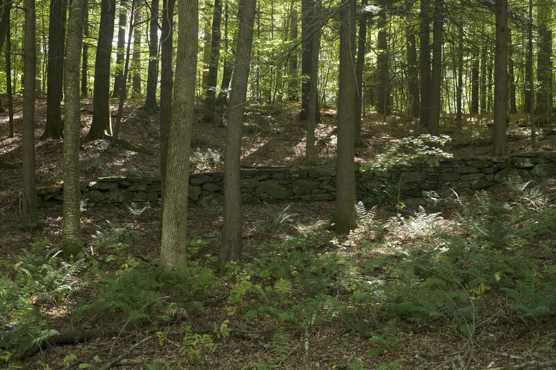 Evidence of the park's past use as a farm can be seen throughout the park. Here, an old stone wall can be seen running close to the Upper Meadow Trail.