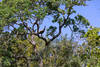 A wild turkey up in the trees along Madrone Canyon Trail