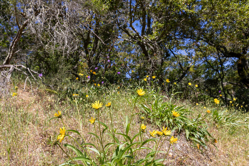 Wildflowers along Madrone Canyon Trail