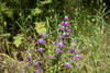 Wildflowers along Madrone Canyon Trail