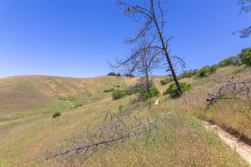 Grassy hills along the upper stretch of Devil's Slide Trail.