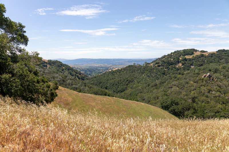 View towards Madrone Canyon from Knobcone Point Road