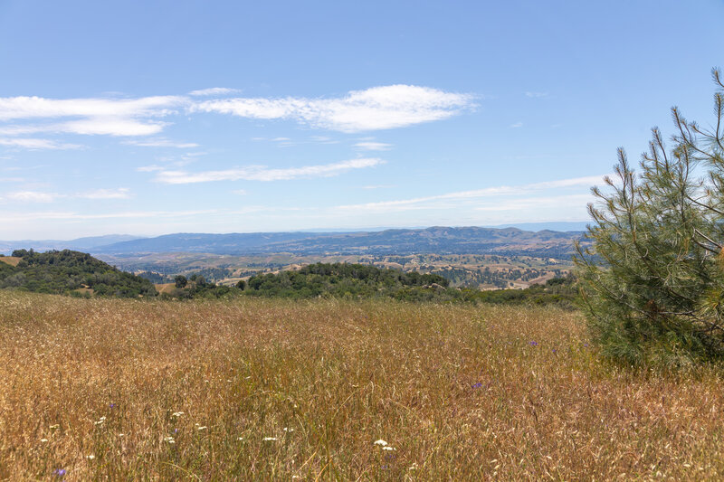 Far reaching views across Diablo and Danville from Summit Trail.