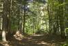 The trail is shaded as it makes its way through the woods close to the Pogue.