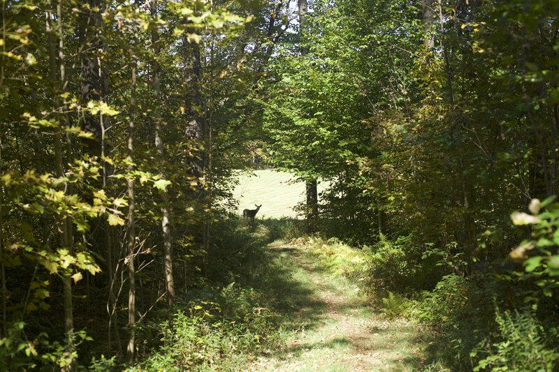 A deer is seen on the edge of the pasture along the Red Pine Loop Trail.