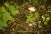 A frog blends in with the leaves along the Red Pine Loop Trail.