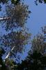 Red Pines tower above the trail as you make your way through the woods.