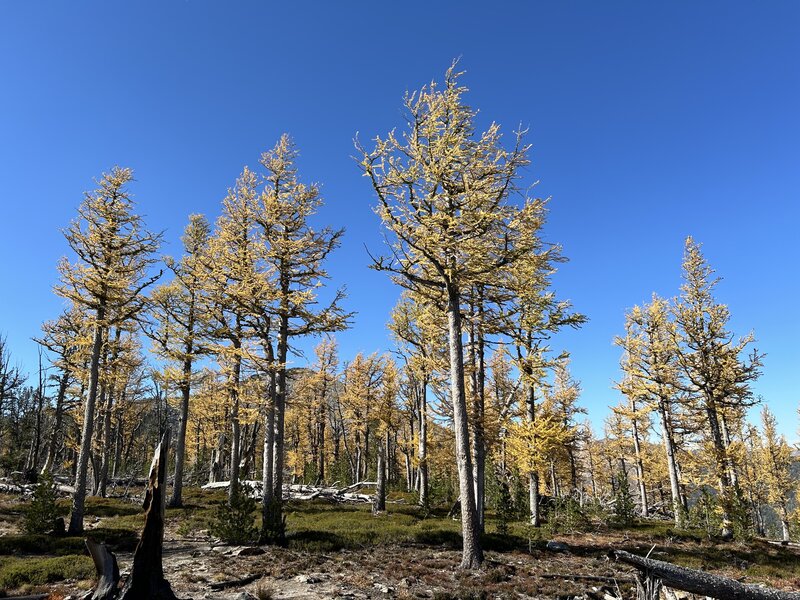 Larch trees in late September.