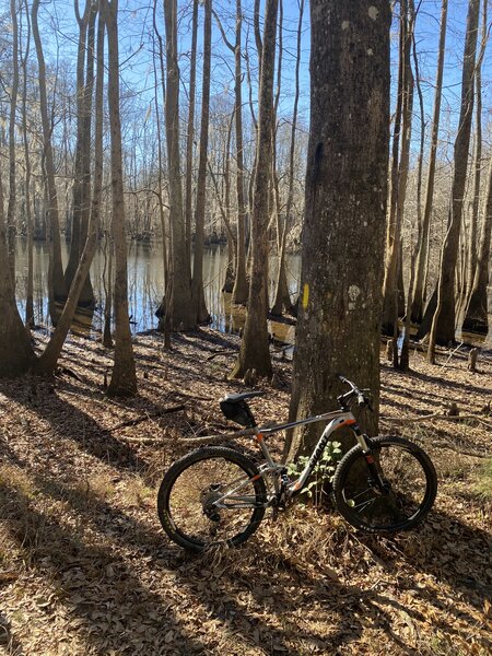 Swamp between Packs Landing and Sparkleberry Landing.