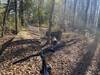 Damaged boardwalk between Packs Landing and Sparkleberry Landing.